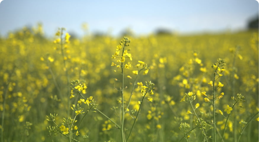 Regenerative Agriculture